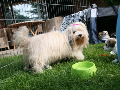 Bichon Havanais hvalpe hos Kennel Miki Nanoq